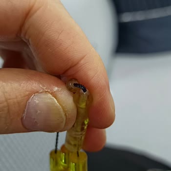 Midyat Kehribar Tesbihane Kırık Çatlak Ürün!