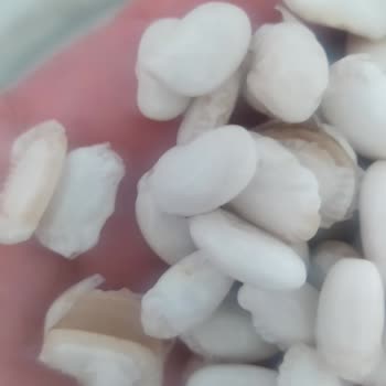 Tarım Kredi Kooperatif Market Aldığım Kuru Fasulye Dağıldı