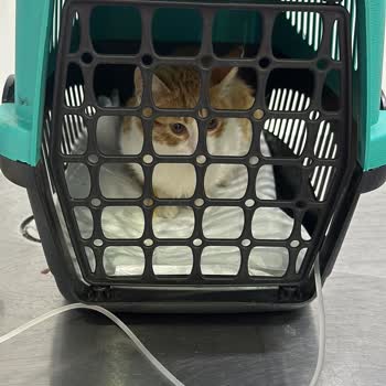 Akademi Hayvan Hastanesi (Samsun) Veterinerin Umursamaz Tavrı!