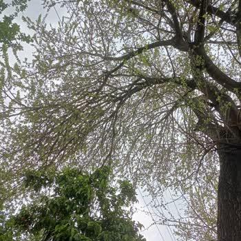 Aydem Yenilenebilir Enerji Ağaç Dalları Elektrik Hattına Çok Yakın