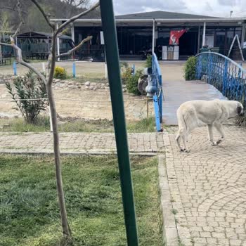 Çatalca Duru Park Piknik Restaurant Fiyat Karmaşası Ve Haksız Ücret Talebi
