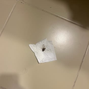 Etstur Hamam Böcekli Bir Oda
