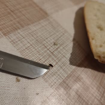 İBB - İstanbul Büyükşehir Belediyesi Ekmek İçinde Böcek Var