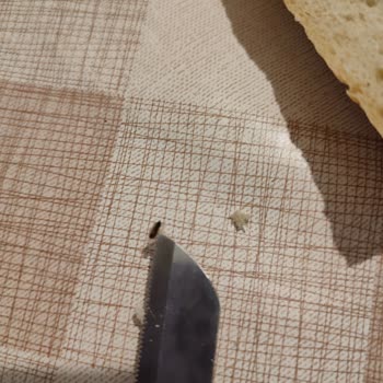 İBB - İstanbul Büyükşehir Belediyesi Ekmek İçinde Böcek Var