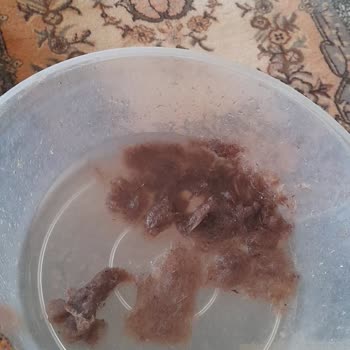 Bünyan Halı Yıkama Şikayeti. 2 Halı Verdim Yıkamaya. 1'i Benim Değil.