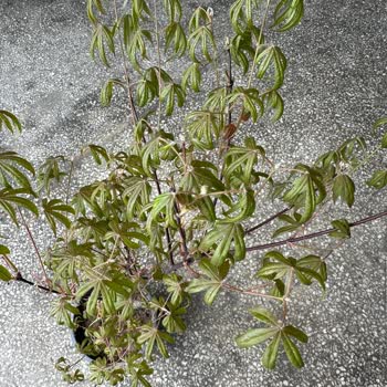 Botanikmarket.org Yanlış Fidan Gönderimi