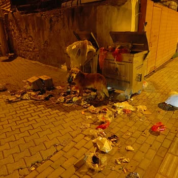 Orhaneli Belediyesi Orhaneli Merkezdeki Çöp Konteynerleri Sorunu