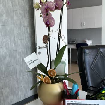 ÇiçekSepeti Renk Farkıyla Gelen Sürpriz Orkide Hayal Kırıklığı