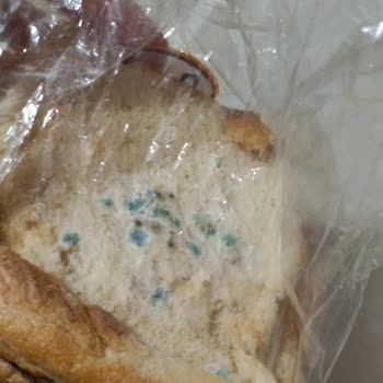 BİM'den Aldığım Tost Ekmeği Küflü Çıktı!