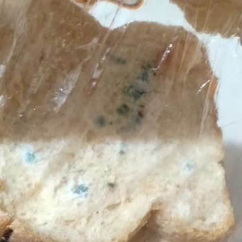 BİM'den Aldığım Tost Ekmeği Küflü Çıktı!