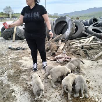 Evcil Hayat 9 Gün Boyunca 200 Can Ac Kaldı