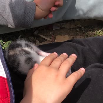 Sevgi Hayvan Barınma Evi Evora Steel Park Kedilerinin Güvenliği Tehdit Altında