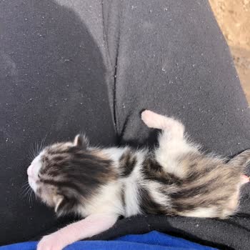 Sevgi Hayvan Barınma Evi Evora Steel Park Kedilerinin Güvenliği Tehdit Altında