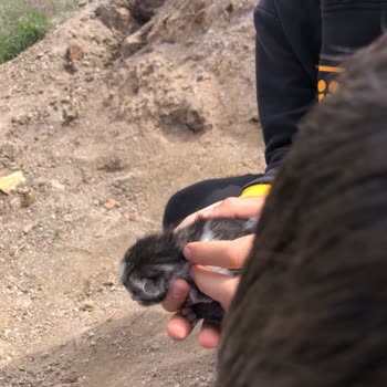 Sevgi Hayvan Barınma Evi Evora Steel Park Kedilerinin Güvenliği Tehdit Altında