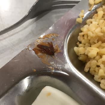 Tat Gıda Tat Ketçabın İçinden Böcek Çıktı