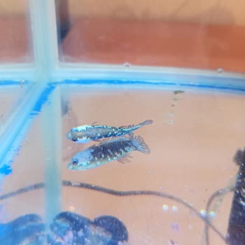 Atlantik Pet Ürünleri Isıtıcı Sıkıntısı