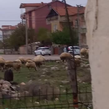 Aksaray Belediyesi Hayvan Besleniyor Merkezde