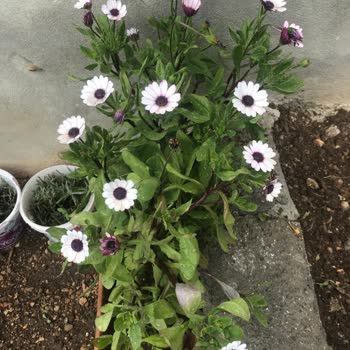 İninal Kart Para İadesi Edilmesi