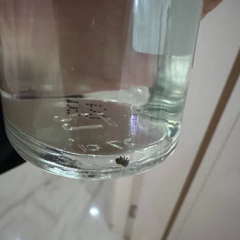 Rebul Kolonyanın İçerisinden Böcek Çıktı