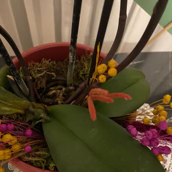 Çiçek Sepeti Ayıplı Ürün