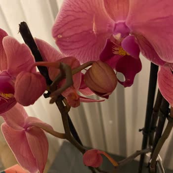 Çiçek Sepeti Ayıplı Ürün