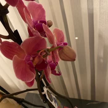 Çiçek Sepeti Ayıplı Ürün