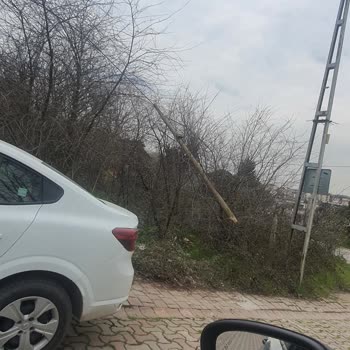 TTNET İle Şehirde Orman Kanunları Mağdurları
