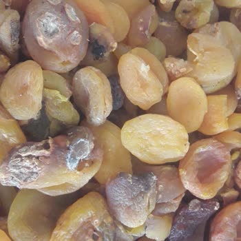Epttavm Kaliteli Ürün Denildi %70 Yakını Küflü Ve Çürük