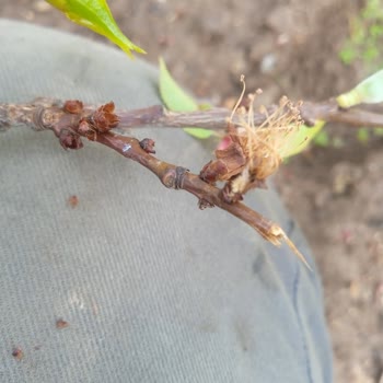 TARSİM Malatya Kayısı Bahçemdeki Don Zararı Ve Mağduriyetim