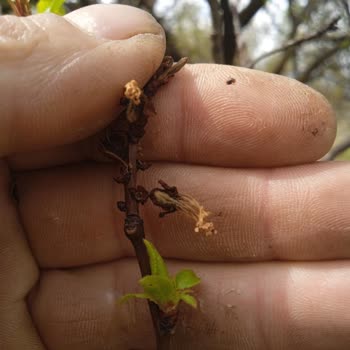 TARSİM Malatya Kayısı Bahçemdeki Don Zararı Ve Mağduriyetim