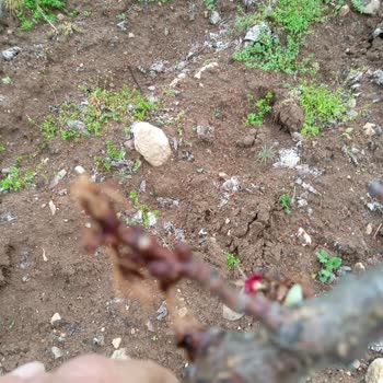 TARSİM Malatya Kayısı Bahçemdeki Don Zararı Ve Mağduriyetim