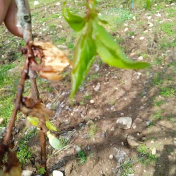 TARSİM Malatya Kayısı Bahçemdeki Don Zararı Ve Mağduriyetim