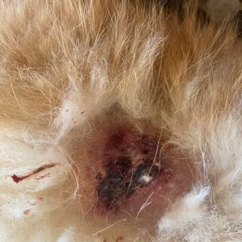 Pet Kuaför Hizmeti Sonrası Köpeğimin Yaşadığı Sağlık Sorunları