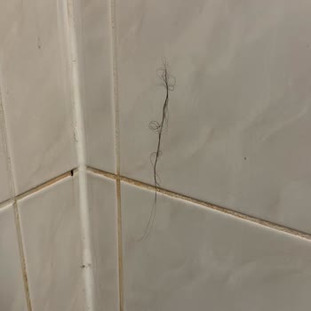 Jolly Tur Oteller De Böcek Şikayetine