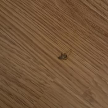 Jolly Tur Oteller De Böcek Şikayetine