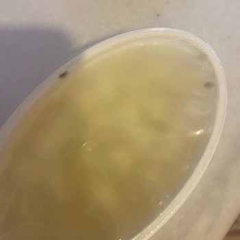 Ekici Peynir Ekici Top Peynir Küflü