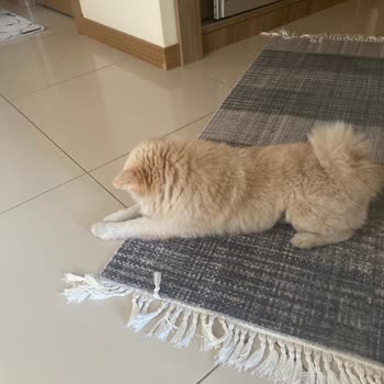File Market Köpek Yasağı Varmış File De