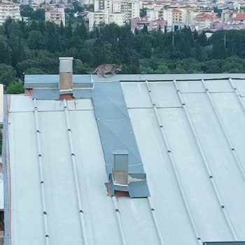 İzmir Belediyesi Ve İtfaiyesi Yardıma Muhtaç Kediye Olan Sorumsuzluk