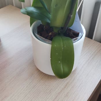 ÇiçekSepeti Çiçek Sepetinin Duyarsızlığı