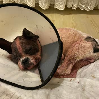 Özel Kağıthane Veteriner Kliniği Veteriner Hizmetleri Ve Müşteri Memnuniyeti Üzerine Bir İnceleme