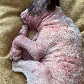 Özel Kağıthane Veteriner Kliniği Veteriner Hizmetleri Ve Müşteri Memnuniyeti Üzerine Bir İnceleme