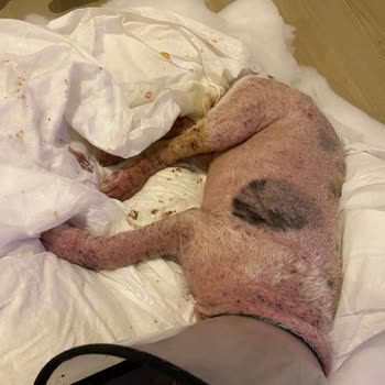 Özel Kağıthane Veteriner Kliniği Veteriner Hizmetleri Ve Müşteri Memnuniyeti Üzerine Bir İnceleme