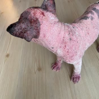 Özel Kağıthane Veteriner Kliniği Veteriner Hizmetleri Ve Müşteri Memnuniyeti Üzerine Bir İnceleme