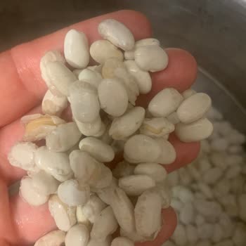 Hasata Derinkuyu Fasulyesi Bayat Çıktı