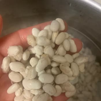 Hasata Derinkuyu Fasulyesi Bayat Çıktı