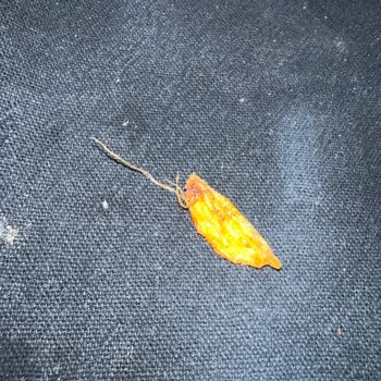 Ruffles Ketçaplı Cips İçinden Tuhaf Bir Şey Çıktı!