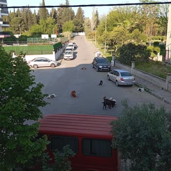 Nazilli Belediyesi İstiklal Mahallesi Başıboş Ve Saldırgan Köpek Sorunu