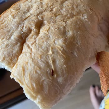 Aksomun Pastanesi Taze Ekmeğin İçinden Böcek Çıktı