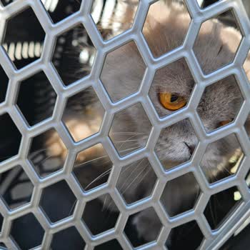 Nezahat Gökyiğit Botanik Bahçesi Evcil Hayvan Sorunu