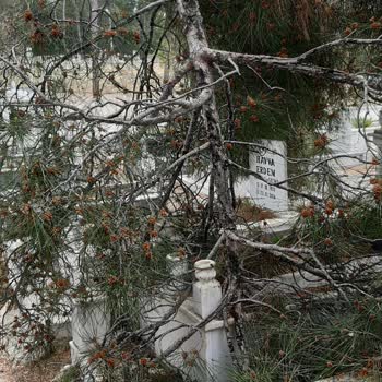 Antalya Büyükşehir Belediyesi Budanmayan Ağaçlar Mezarlara Zarar Veriyor